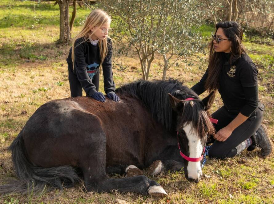 Louer un cheval poney Var famille enfant Carnoules