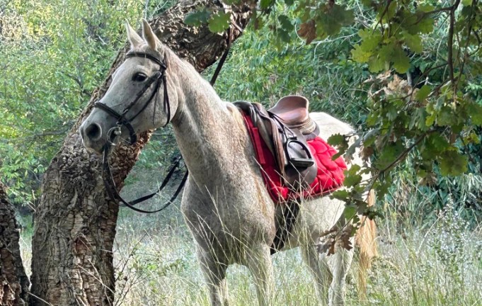 Location cheval équidé Var Carnoules